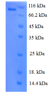 KDR / VEGFR2 / FLK1 Protein