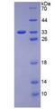 KDR / VEGFR2 / FLK1 Protein - Recombinant Vascular Endothelial Growth Factor Receptor 2 By SDS-PAGE