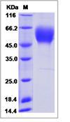 KDR / VEGFR2 / FLK1 Protein