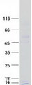 KFYI / NDUFC1 Protein - Purified recombinant protein NDUFC1 was analyzed by SDS-PAGE gel and Coomassie Blue Staining