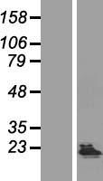 KHDC1 / C6orf148 Protein - Western validation with an anti-DDK antibody * L: Control HEK293 lysate R: Over-expression lysate