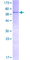 KHDRBS1 / SAM68 Protein - 12.5% SDS-PAGE of human KHDRBS1 stained with Coomassie Blue