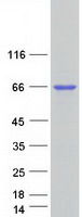 KHDRBS1 / SAM68 Protein - Purified recombinant protein KHDRBS1 was analyzed by SDS-PAGE gel and Coomassie Blue Staining