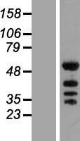 KHDRBS2 / SLM-1 Protein - Western validation with an anti-DDK antibody * L: Control HEK293 lysate R: Over-expression lysate
