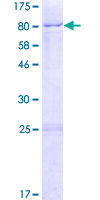 KHDRBS2 / SLM-1 Protein - 12.5% SDS-PAGE of human KHDRBS2 stained with Coomassie Blue