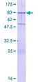 KHDRBS3 / SLM2 Protein - 12.5% SDS-PAGE of human KHDRBS3 stained with Coomassie Blue