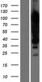 KHSRP / FBP2 Protein - Western validation with an anti-DDK antibody * L: Control HEK293 lysate R: Over-expression lysate