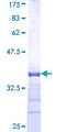 KHSRP / FBP2 Protein - 12.5% SDS-PAGE Stained with Coomassie Blue.