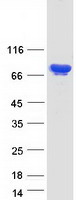 KHSRP / FBP2 Protein - Purified recombinant protein KHSRP was analyzed by SDS-PAGE gel and Coomassie Blue Staining
