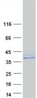 KIAA0152 / MLEC Protein - Purified recombinant protein MLEC was analyzed by SDS-PAGE gel and Coomassie Blue Staining