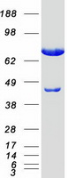 KIAA0153 / TTLL12 Protein - Purified recombinant protein TTLL12 was analyzed by SDS-PAGE gel and Coomassie Blue Staining