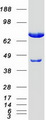 KIAA0153 / TTLL12 Protein - Purified recombinant protein TTLL12 was analyzed by SDS-PAGE gel and Coomassie Blue Staining