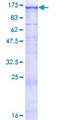 KIAA0319L Protein - 12.5% SDS-PAGE of human KIAA0319L stained with Coomassie Blue