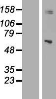 KIAA0391 Protein - Western validation with an anti-DDK antibody * L: Control HEK293 lysate R: Over-expression lysate