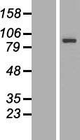 KIAA0408 Protein - Western validation with an anti-DDK antibody * L: Control HEK293 lysate R: Over-expression lysate