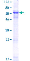 KIAA0513 Protein - 12.5% SDS-PAGE of human KIAA0513 stained with Coomassie Blue