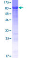 KIAA0652 / ATG13 Protein - 12.5% SDS-PAGE of human ATG13 stained with Coomassie Blue
