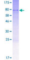 KIAA0776 / NLBP Protein - 12.5% SDS-PAGE of human UFL1 stained with Coomassie Blue