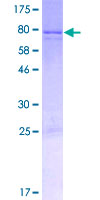 KIAA0895 Protein - 12.5% SDS-PAGE of human KIAA0895 stained with Coomassie Blue