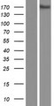 KIAA0922 Protein - Western validation with an anti-DDK antibody * L: Control HEK293 lysate R: Over-expression lysate