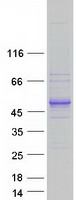 KIAA0930 Protein - Purified recombinant protein KIAA0930 was analyzed by SDS-PAGE gel and Coomassie Blue Staining