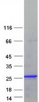 KIAA1143 Protein - Purified recombinant protein KIAA1143 was analyzed by SDS-PAGE gel and Coomassie Blue Staining