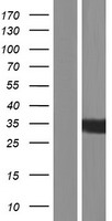 KIAA1191 Protein - Western validation with an anti-DDK antibody * L: Control HEK293 lysate R: Over-expression lysate