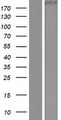 KIAA1217 Protein - Western validation with an anti-DDK antibody * L: Control HEK293 lysate R: Over-expression lysate