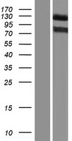 KIAA1276 / FAM184B Protein - Western validation with an anti-DDK antibody * L: Control HEK293 lysate R: Over-expression lysate