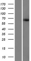 KIAA1328 Protein - Western validation with an anti-DDK antibody * L: Control HEK293 lysate R: Over-expression lysate