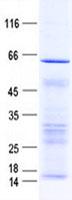 KIAA1328 Protein