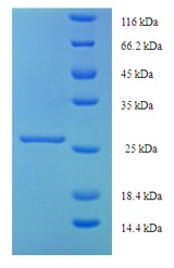 KIAA1377 Protein