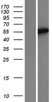 KIAA1456 / C8orf79 Protein - Western validation with an anti-DDK antibody * L: Control HEK293 lysate R: Over-expression lysate
