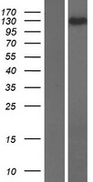 KIAA1468 Protein - Western validation with an anti-DDK antibody * L: Control HEK293 lysate R: Over-expression lysate
