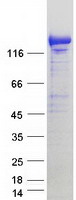 KIAA1468 Protein - Purified recombinant protein KIAA1468 was analyzed by SDS-PAGE gel and Coomassie Blue Staining