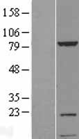 KIAA1530 Protein - Western validation with an anti-DDK antibody * L: Control HEK293 lysate R: Over-expression lysate