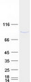 KIAA1530 Protein - Purified recombinant protein UVSSA was analyzed by SDS-PAGE gel and Coomassie Blue Staining