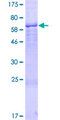 KIAA1674 / LRRC27 Protein - 12.5% SDS-PAGE of human LRRC27 stained with Coomassie Blue