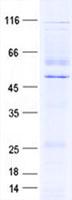 KIAA1826 Protein