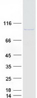 KIAA1958 Protein - Purified recombinant protein KIAA1958 was analyzed by SDS-PAGE gel and Coomassie Blue Staining