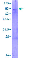 KIAA1970 / EARS2 Protein - 12.5% SDS-PAGE of human EARS2 stained with Coomassie Blue