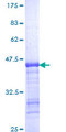 KIF11 / EG5 Protein - 12.5% SDS-PAGE Stained with Coomassie Blue.