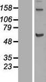 KIF12 Protein - Western validation with an anti-DDK antibody * L: Control HEK293 lysate R: Over-expression lysate