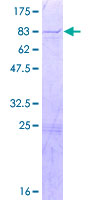 KIF12 Protein - 12.5% SDS-PAGE of human KIF12 stained with Coomassie Blue