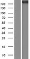 KIF13B / GAKIN Protein - Western validation with an anti-DDK antibody * L: Control HEK293 lysate R: Over-expression lysate