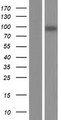 KIF18B Protein - Western validation with an anti-DDK antibody * L: Control HEK293 lysate R: Over-expression lysate