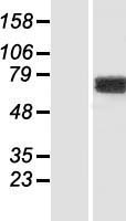 KIF1BP Protein - Western validation with an anti-DDK antibody * L: Control HEK293 lysate R: Over-expression lysate