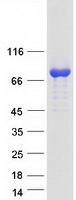 KIF1BP Protein - Purified recombinant protein KIF1BP was analyzed by SDS-PAGE gel and Coomassie Blue Staining