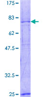 KIF2A Protein - 12.5% SDS-PAGE of human KIF2 stained with Coomassie Blue