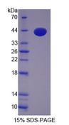 KIF2A Protein - Recombinant  Kinesin 2 By SDS-PAGE